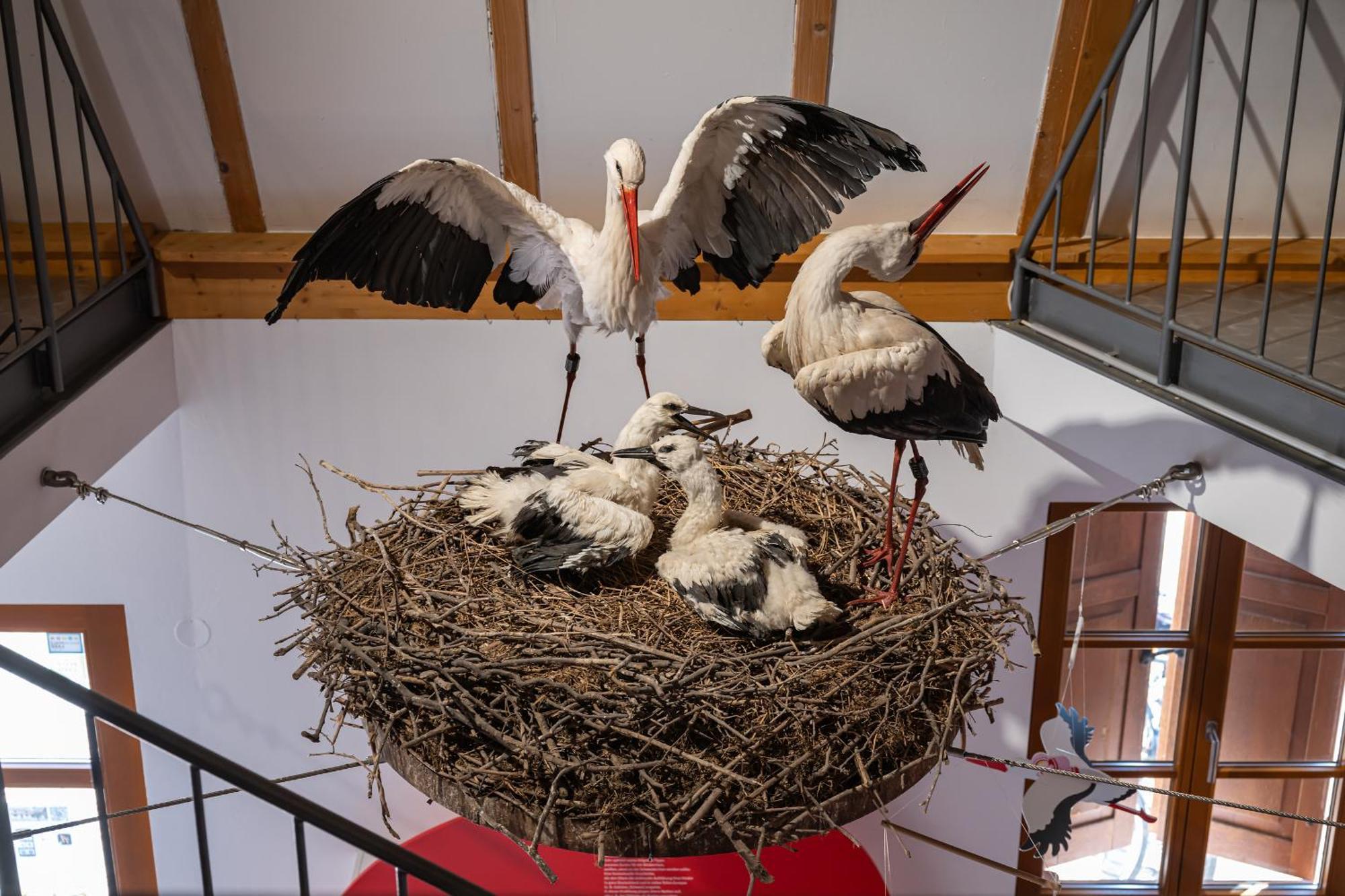 Ferienhaus Storchenblick Bann Zewnętrze zdjęcie